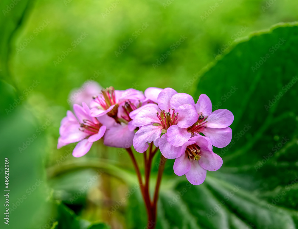 violet colored violet colored