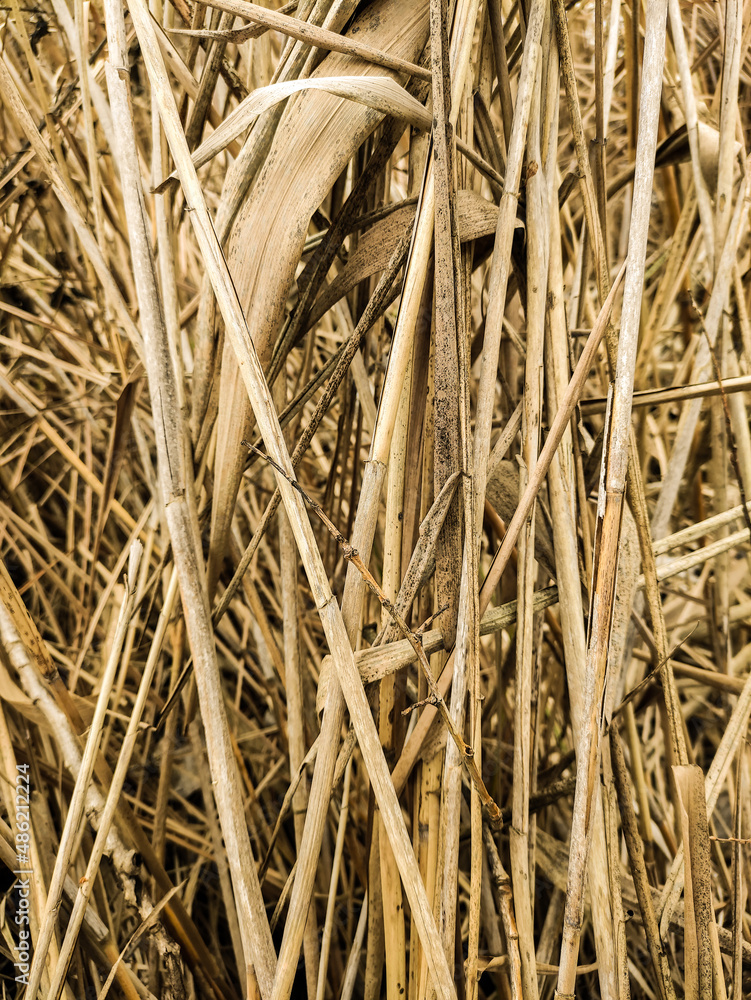 Fototapeta premium background texture kamish plants nature