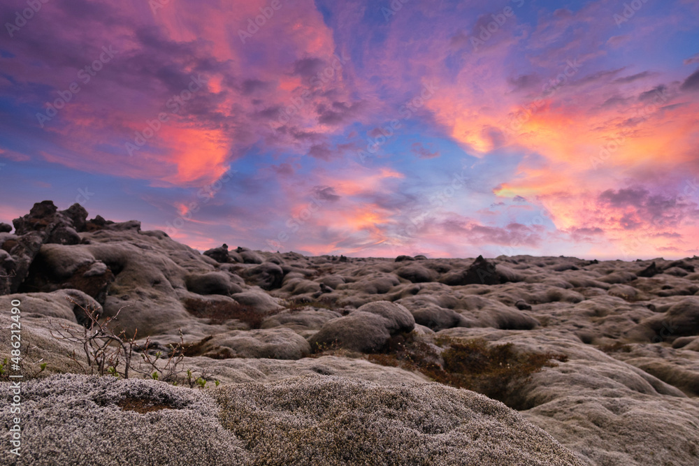 Obraz premium Moss in sunset