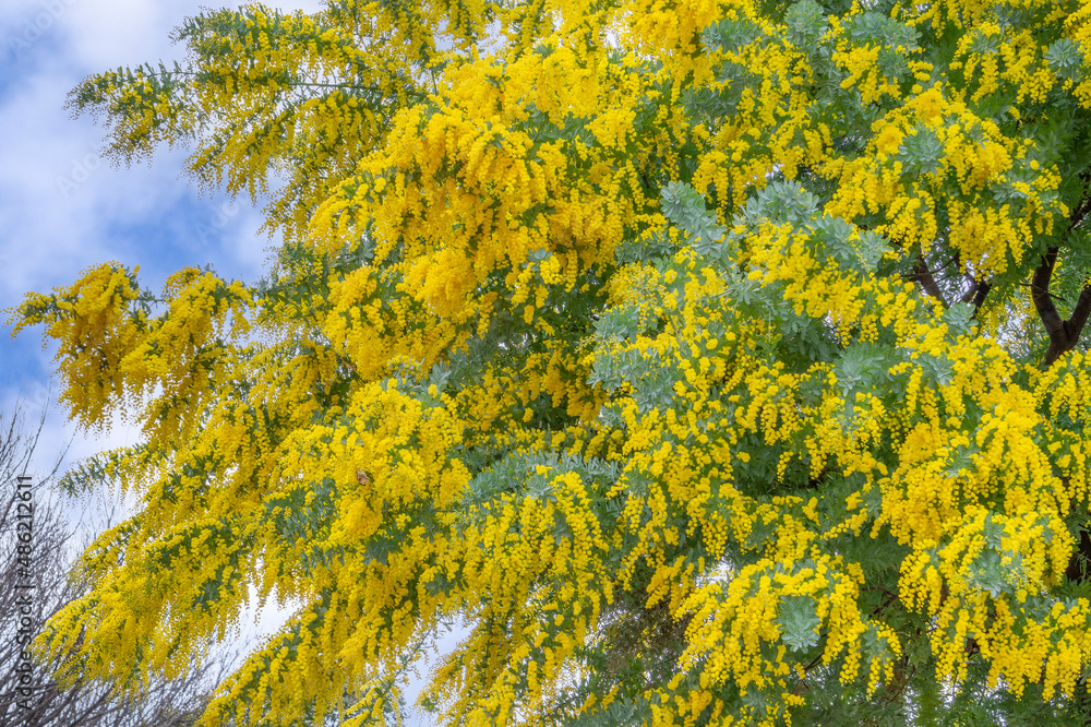 Obraz premium 満開のミモザ