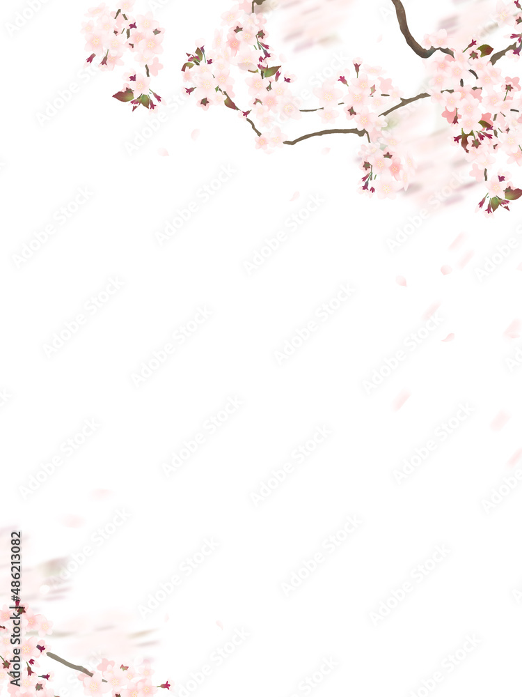 Oriental white background material using cherry blossoms Oriental white background material using cherry blossoms