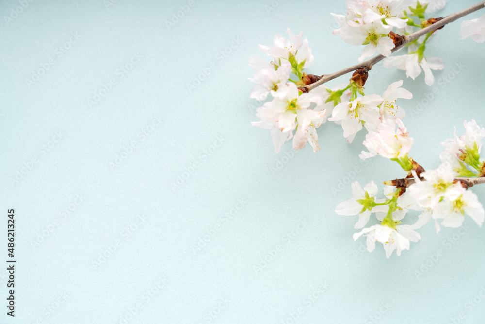 水色の背景に置いた桜 水色の背景に置いた桜