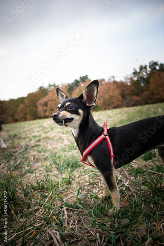 Chihuahua is standing in the grass. He is so crazy dog on trip.