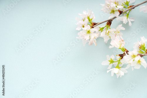 水色の背景に置いた桜