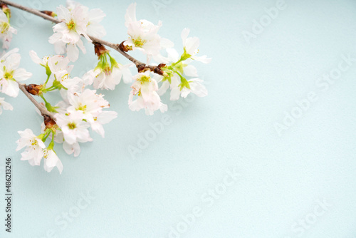 水色の背景に置いた桜