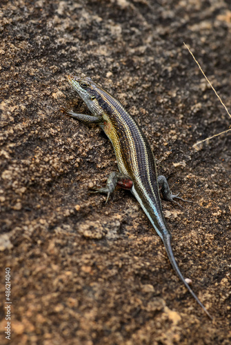 Rainbow Skink - Trachylepis quinquetaeniata, beautiful shy lizard from African bushes and woodlands, Tsavo East, Kenya. photo