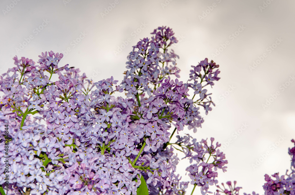 Lilac blossoming branches, Selective focus Lilac blossoming branches, Selective focus