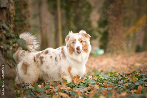Australian shepherd is standing in the leaves in the forest. Autumn photoshooting in park.