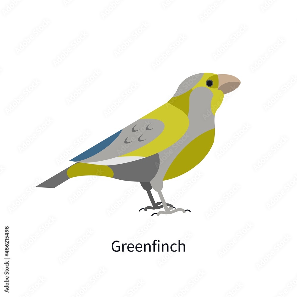 Greenfinch profile with multicolored plumage. Small European bird. Stylized multi colored feathered Chloris. Flat vector illustration isolated on white background