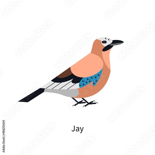Jay with multicolored plumage, profile. Multi colored feathered wild forest b...