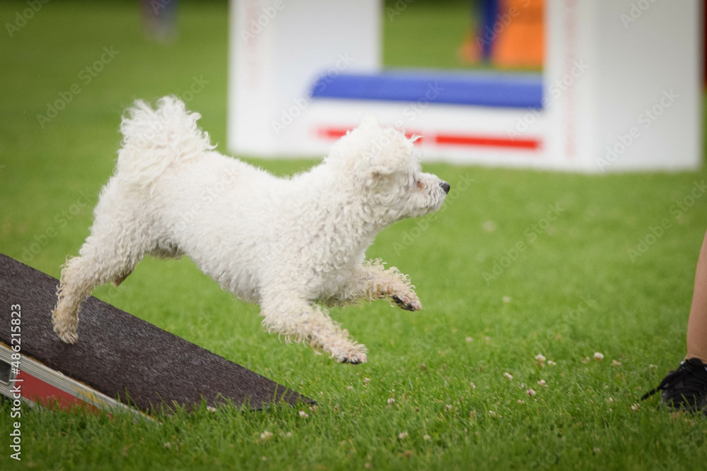 Dog is running on agility see-saw. She is so incredible dog on agility. Dog is running on agility see-saw. She is so incredible dog on agility.