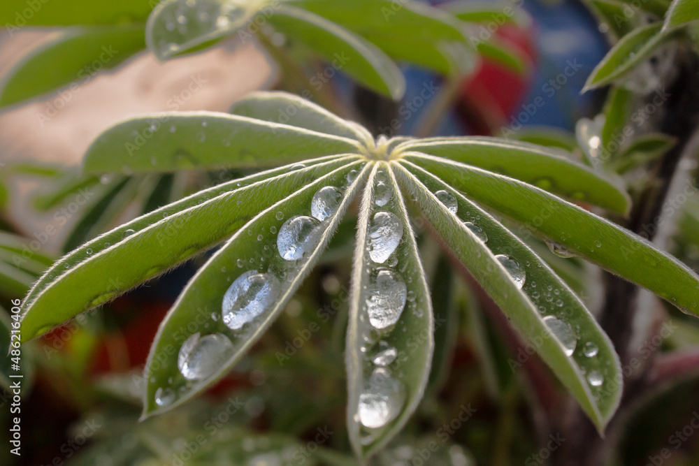 rain drops caught on a hairy grean lupine leaf rain drops caught on a hairy grean lupine leaf