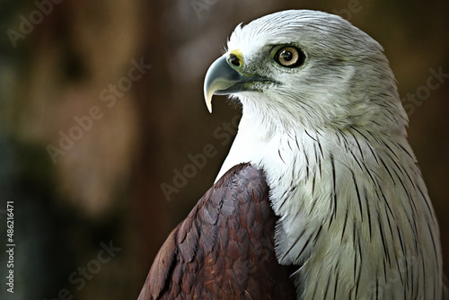 golden eagle portrait photo