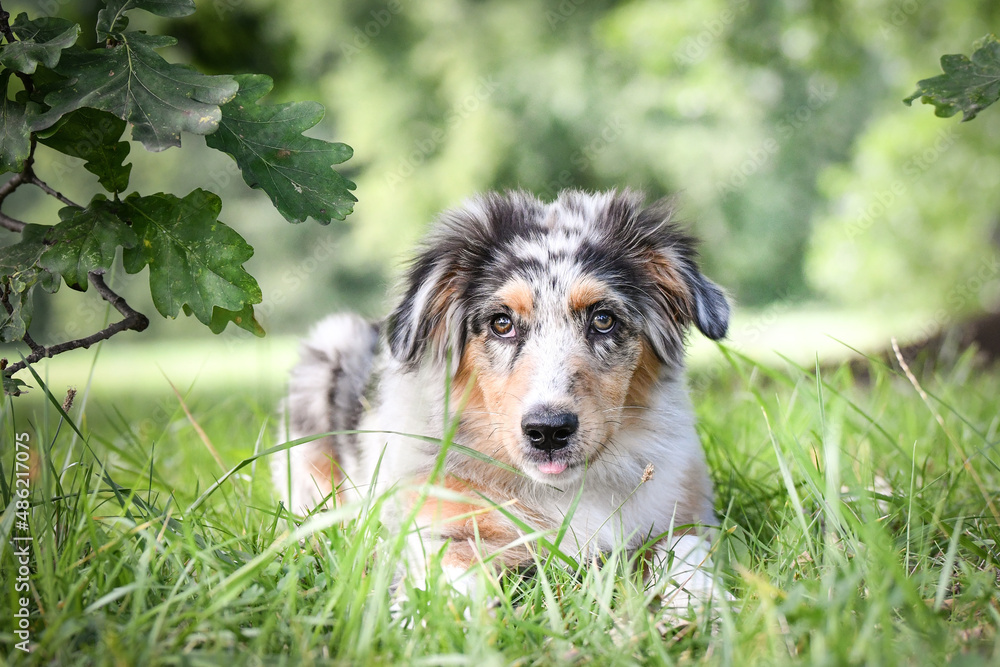 Puppy of australian shepherd is lying in the nature. Summer nature in park. Puppy of australian shepherd is lying in the nature. Summer nature in park.
