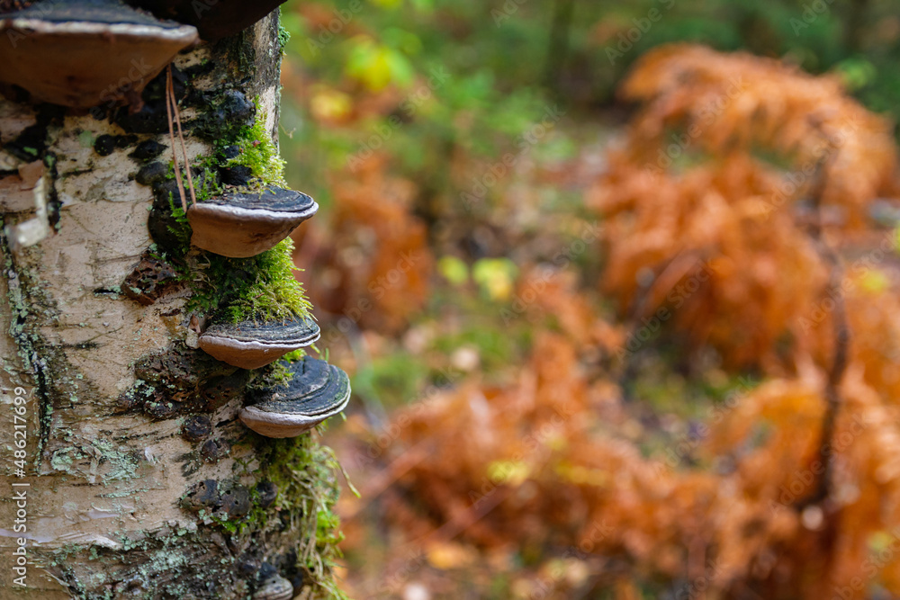 Phellinus igniarius or trivialize fungus on the tree trunk. It is fungus of family Hymenochaetaceae. This mushroom is a tinder parasitic on trees. Common names are willow bracket and fire sponge