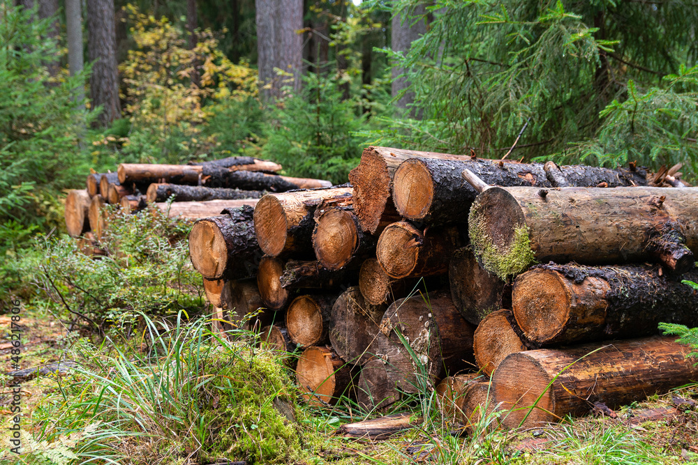 Wet logs of utilized and sawn tree trunks are stacked in rows on the ground in the autumn rainy forest. Cutting down old and seek trees for the purpose of forest renewal Wet logs of utilized and sawn tree trunks are stacked in rows on the ground in the autumn rainy forest. Cutting down old and seek trees for the purpose of forest renewal