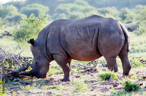 White rhino or square-lipped rhinoceros  Ceratotherium simum  foraging in African savanna    pix SShukla 