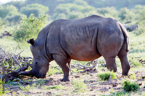 White rhino or square-lipped rhinoceros (Ceratotherium simum) foraging in African savanna : (pix SShukla)