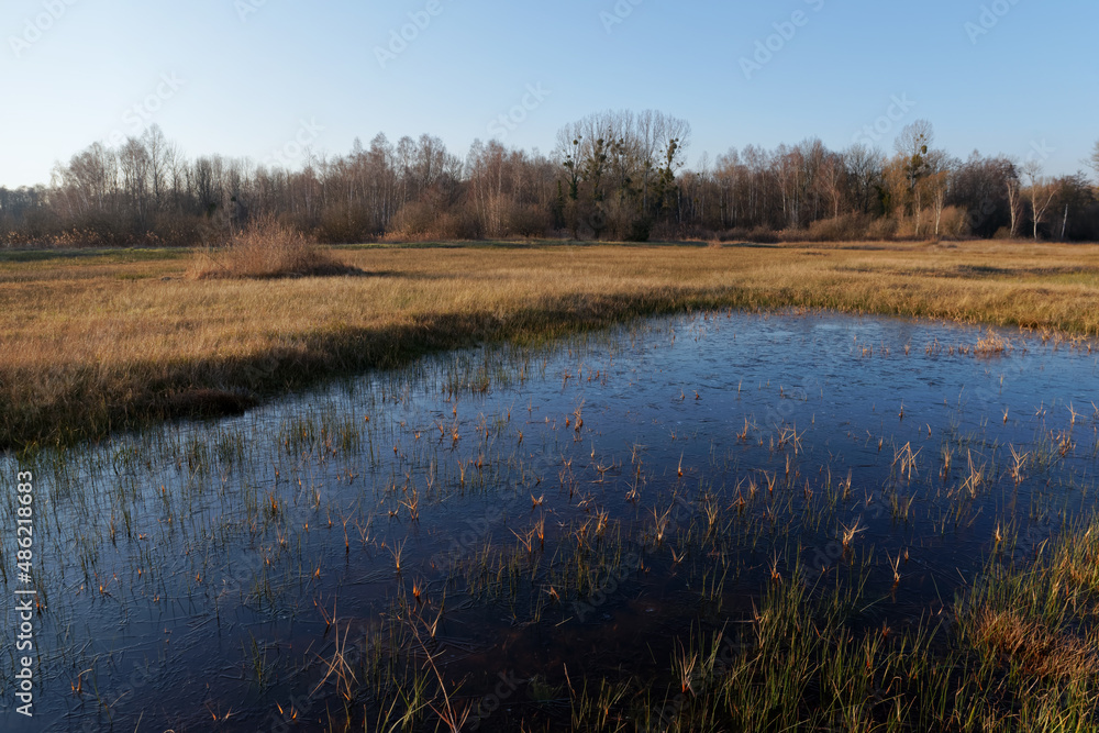 Wet meadow in Episy swamp. French Gâtinais Regional Nature Park