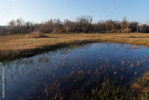 Wet meadow in Episy swamp. French Gâtinais Regional Nature Park