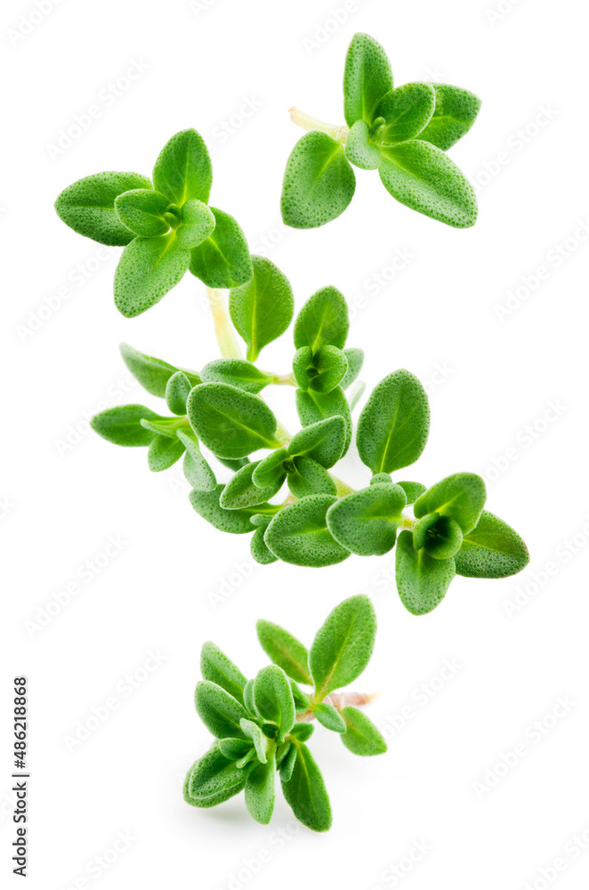 Thyme isolated. Thyme herb on white background. Fresh thyme plant collection. - obrazy, fototapety, plakaty 