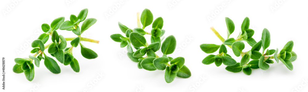 Thyme isolated. Thyme herb on white background. Fresh thyme plant collection. - obrazy, fototapety, plakaty 