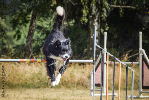 border collie is jumping over the hurdles. Amazing day on czech agility privat training