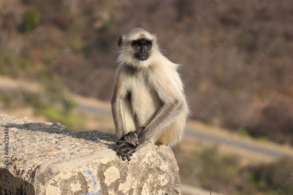 monkey sitting on old wall.