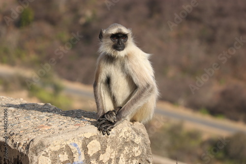 monkey sitting on old wall.