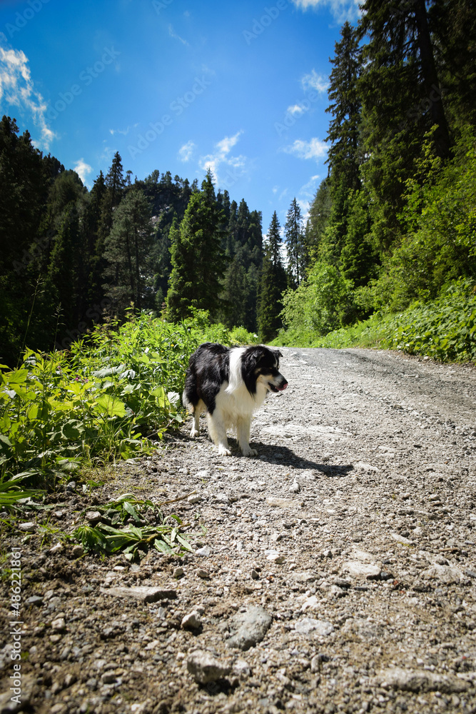 Portrait of border collie is running in austria nature near to glossglockner. Portrait of border collie is running in austria nature near to glossglockner.