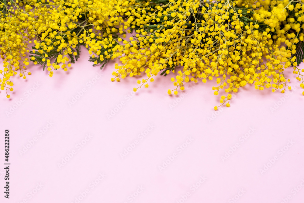 Mimosa or silver wattle Yellow Spring Flowers on the Pink Background Horizontal Copy Space Spring Background - obrazy, fototapety, plakaty 