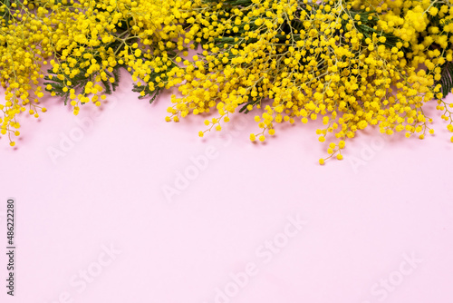 Mimosa or silver wattle Yellow Spring Flowers on the Pink Background Horizontal Copy Space Spring Background photo