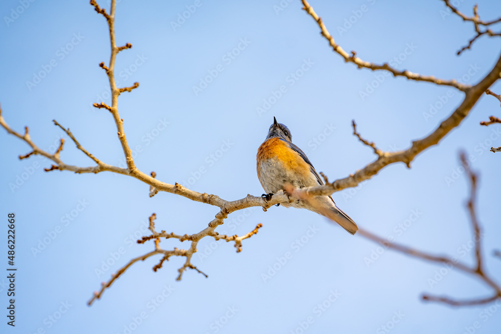 Western bluebirds (Sialia mexicana) perched on a tree branch. Wildlife photography. Western bluebirds (Sialia mexicana) perched on a tree branch. Wildlife photography.
