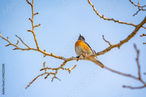 Western bluebirds (Sialia mexicana) perched on a tree branch. Wildlife photography.