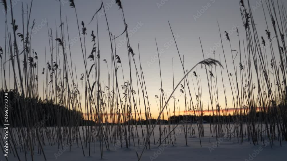 frozen sea reed grass waving gently in winter wind after sunset, tilt up ending scene frozen sea reed grass waving gently in winter wind after sunset, tilt up ending scene
