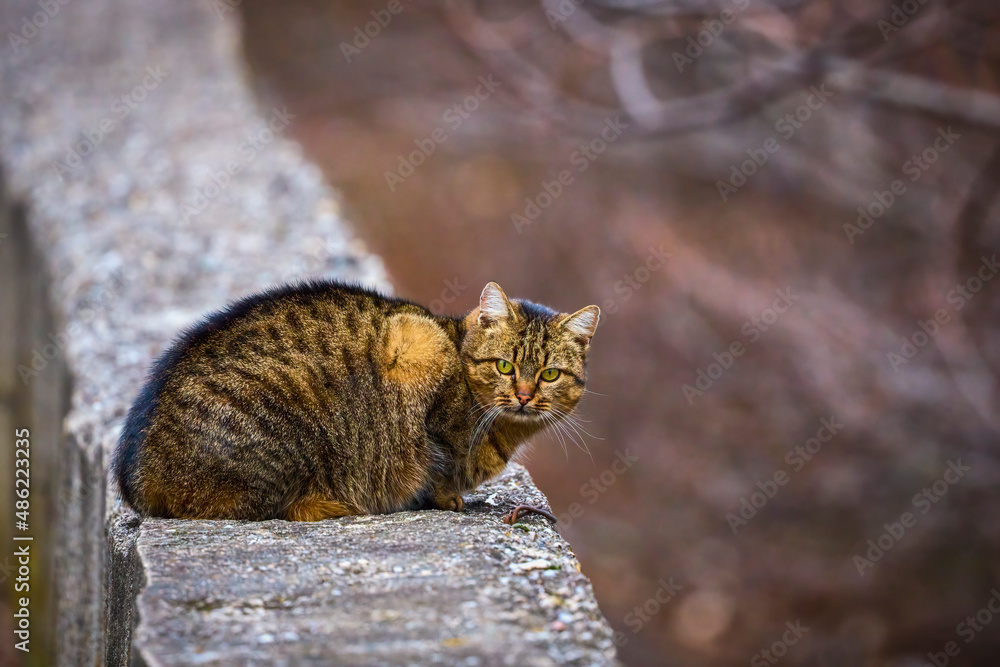 a stray cat on a cement curb a stray cat on a cement curb