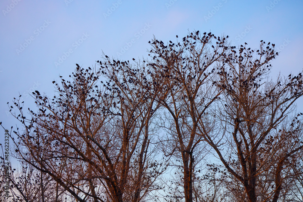 poplars with branches full of crows at dusk poplars with branches full of crows at dusk