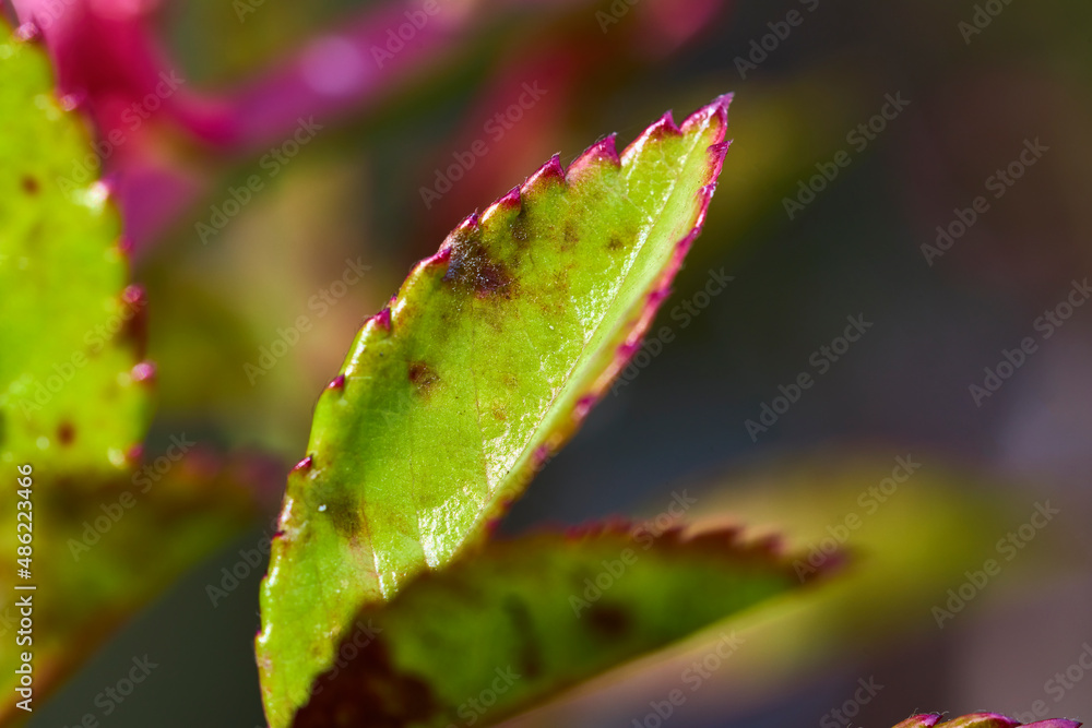 close up with a rose leaf in blur dof close up with a rose leaf in blur dof