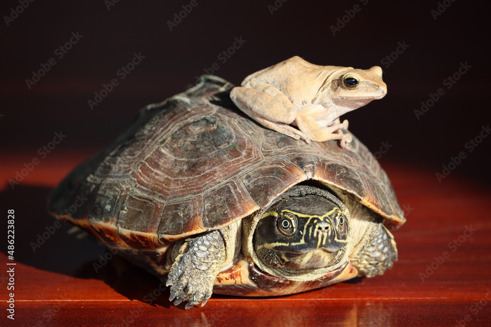 The Asian forest tortoise, also known commonly as the Asian brown ...