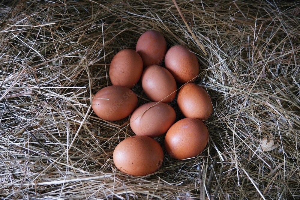 Yellow and white eggs on straw. Yellow and white eggs on straw.