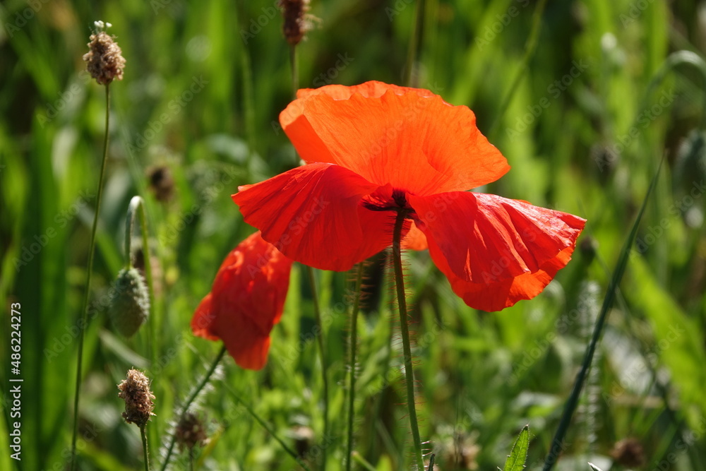 Klatschmohn