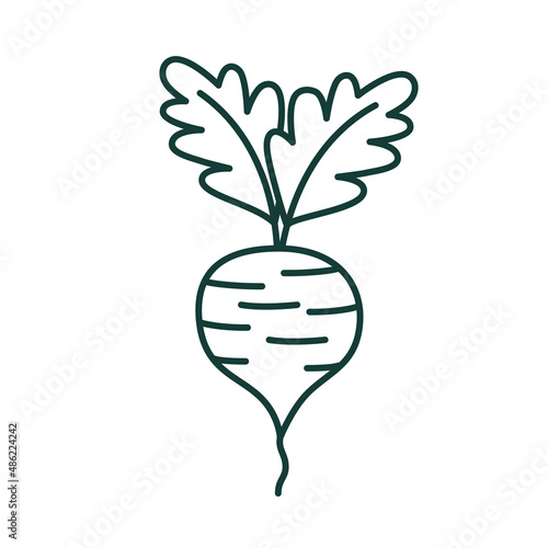radish vegetable icon