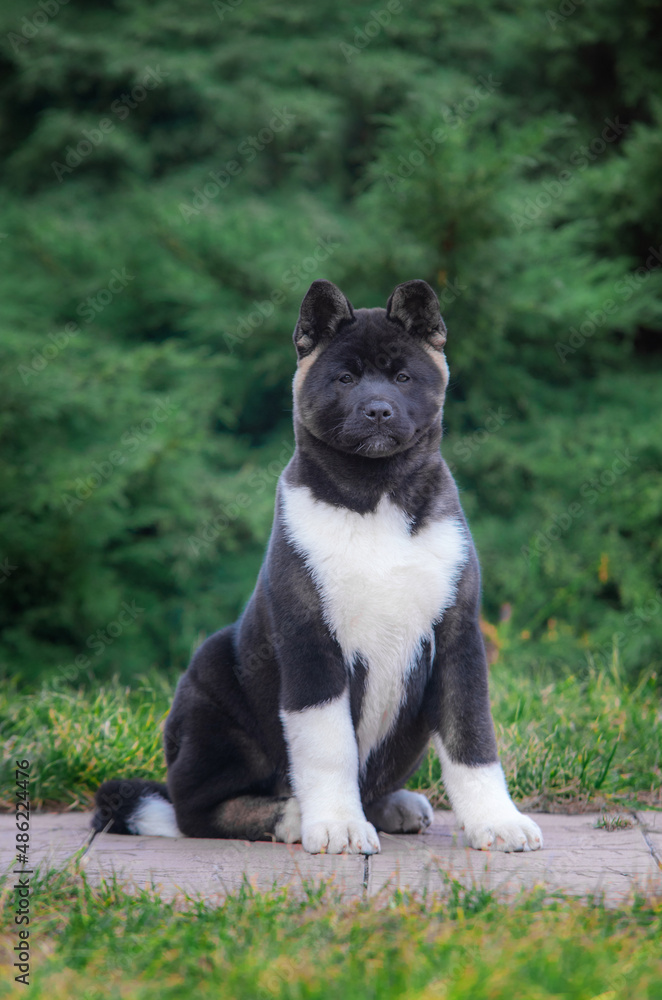 Black white american akita puppy sitting on a path on background of green bushes and green grass