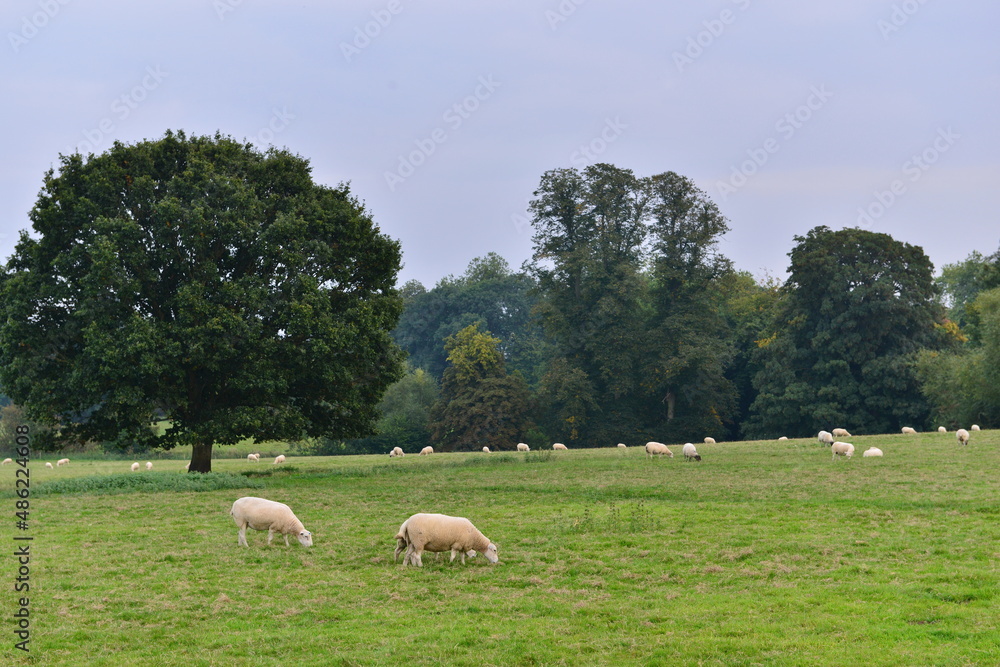 sheep grazing in a field