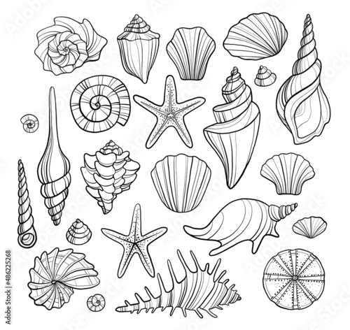 Set of monochrome shells, starfish mollusks and other representatives of the underwater world. Collection of marine life shells of different shapes and sizes, beautiful exotic decorations