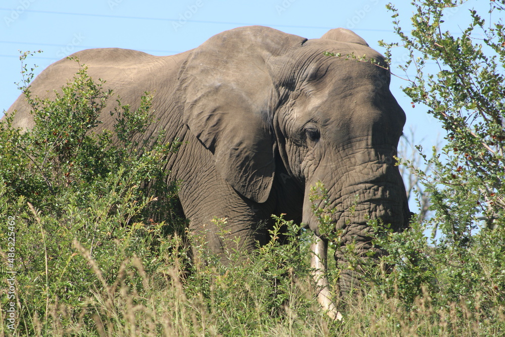 Fototapeta premium Marula tree and African elephant