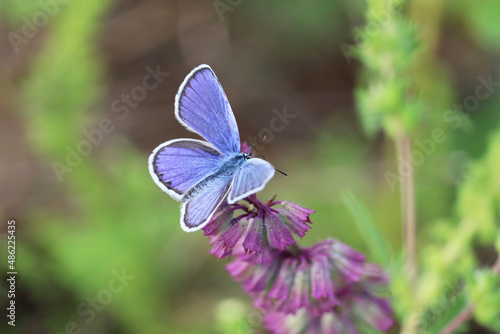 Common blue butterfly on sage flower close up. Polyommatus icarus on green meadow