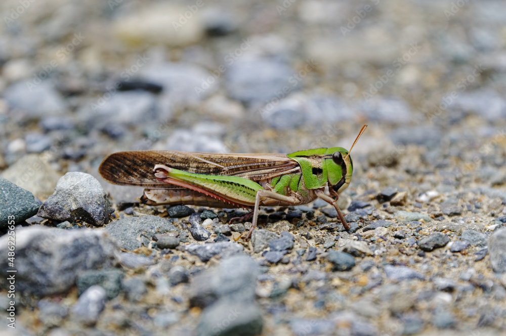 Locusta migratoria Linnaeus on a stoney background in New Zealand Locusta migratoria Linnaeus on a stoney background in New Zealand