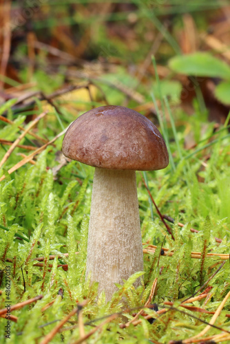 Young edible birch bolete grows in the forest in the moss. Greyshank Bolete (Leccinum cyaneobasileucum or Leccinum brunneogriseolum). Very pale grey stem covered with concolorous scales. Brown cap.
