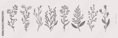 Big set of hand-drawn decorative flowers and herbs, vector illustration. Botanical retro image for a floral background. Design element for postcard, poster, cover, invitation.
